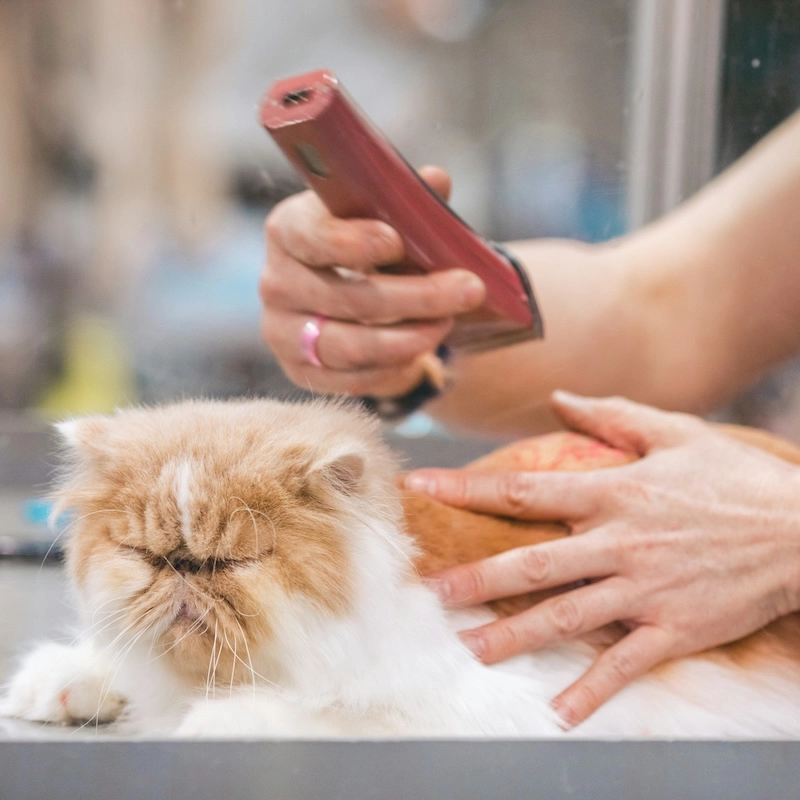 Dal corso al lavoro: storie di chi ce l’ha fatta con Adatta Academy - toelettatura di gatto