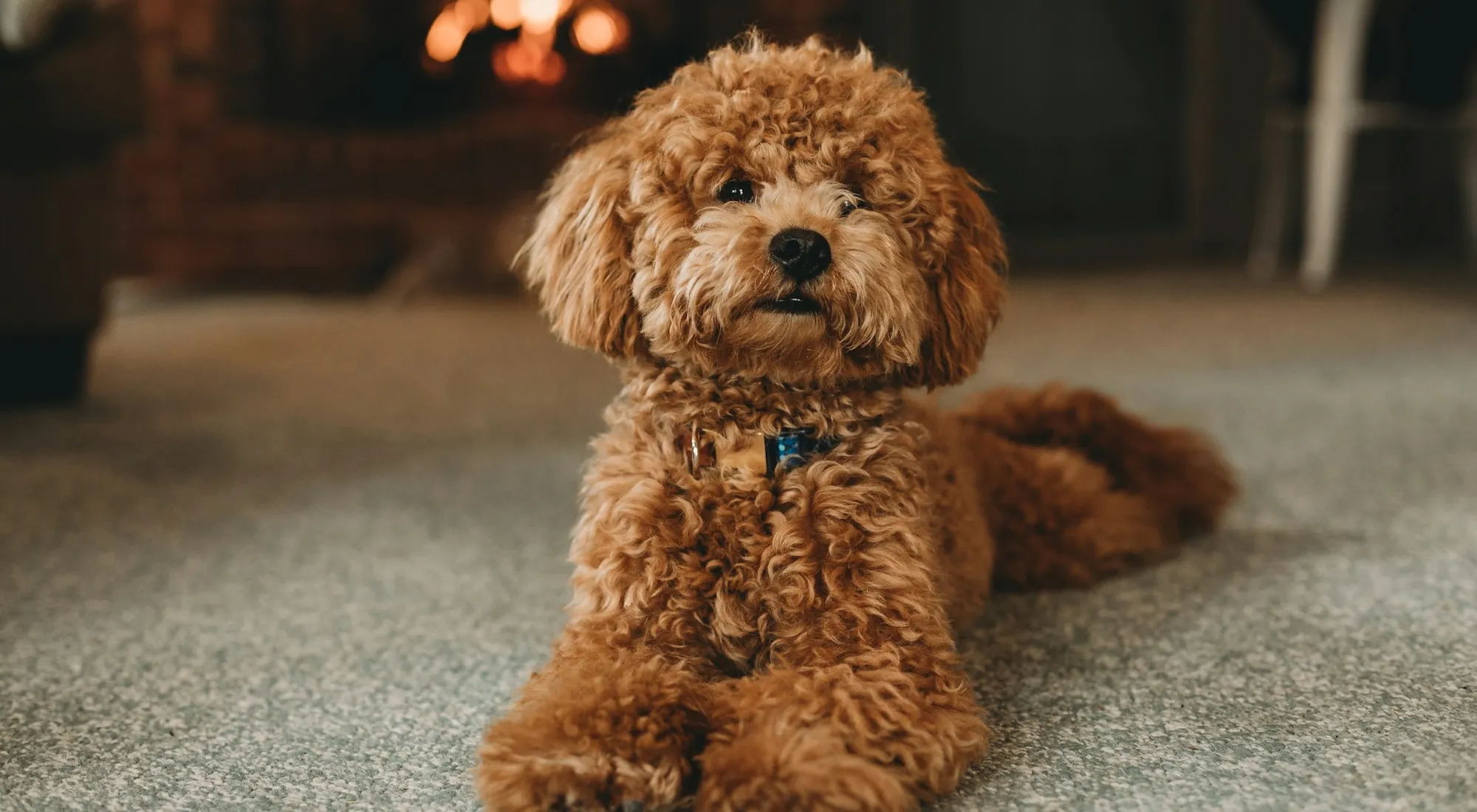 Adatta Academy Pet formazione a pagamento - Barboncino