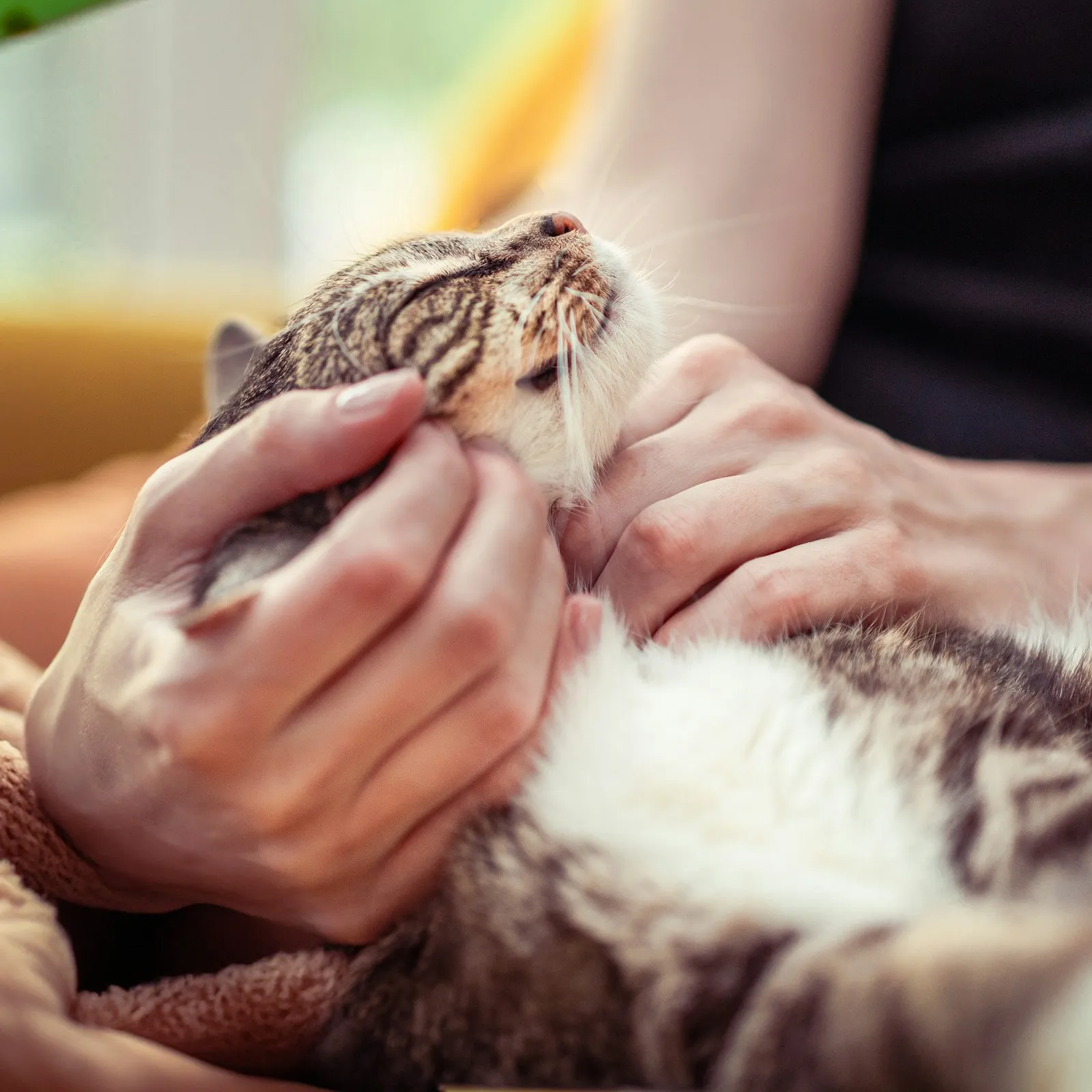 Giornata “Abbraccia il tuo gatto”: coccole, cura e benessere