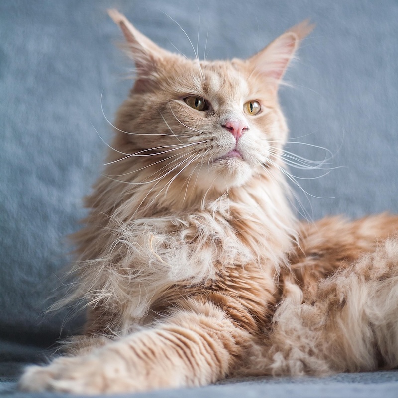 Cani ipoallergenici, gatti a pelo lungo e altre sfide della toelettatura professionale: come prepararsi al meglio