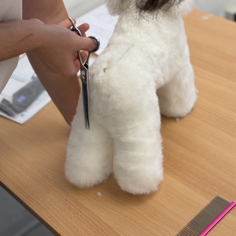 strumenti per toelettatura cani e gatti, guida per iniziare